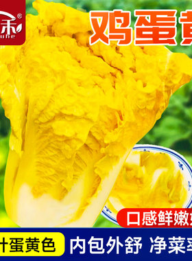 鸡蛋黄色大白菜种狮头种子籽黄心黄芯种子蔬菜青菜四季秋季孑大全