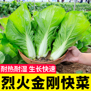 烈火金刚快菜种子种籽四季 蔬菜青菜菜种孑子籽种大全白莱快菜种