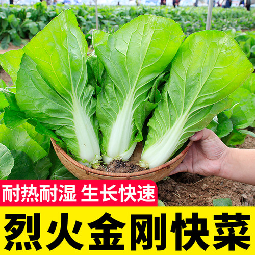 蔬菜烈火金刚快菜种子