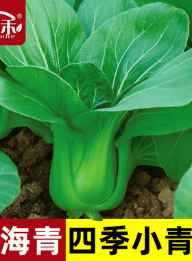上海青小青菜四季油菜种子籽种蔬菜种籽孑冬天大全矮脚黑叶苏州青