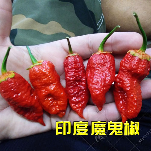 印度魔鬼椒辣椒苗秧龙息特辣四季海南黄灯笼蔬菜种籽孑籽种秧苗特 - 封面