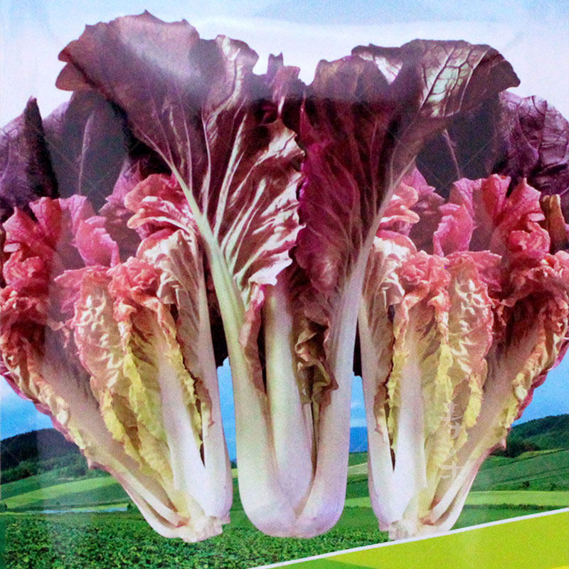 快菜种子种籽紫色菜种小白菜春季四季秋季菜种盆栽蔬菜孑菜籽店,鲜花速递/花卉仿真/绿植园艺,家庭园艺种子,淘宝优惠券,粉丝福利购,淘宝优惠卷