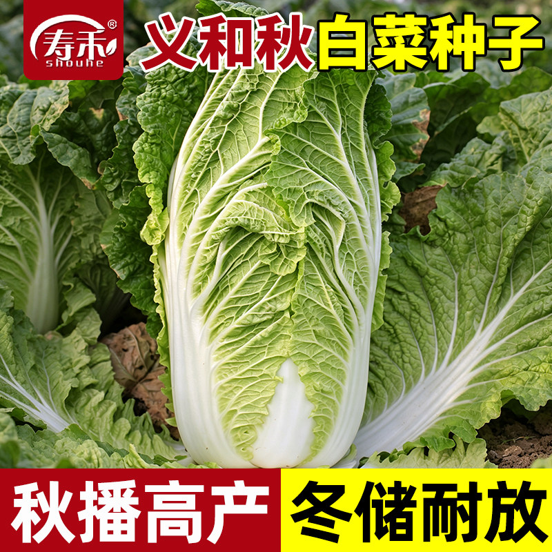 正宗山东胶州大白菜种子图片