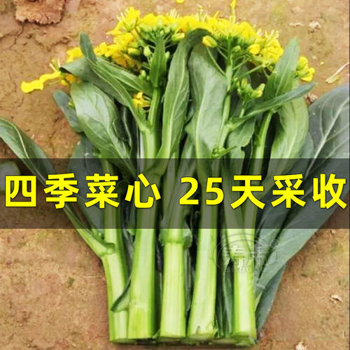 四九菜心种子种籽广东菜苔菜种孑柳叶秋冬季甜四季菜籽盆栽蔬菜-封面