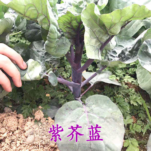 蔬菜紫红秋季广东芥兰菜