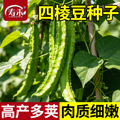 蔬菜种子苗秧四棱豆皇帝豆