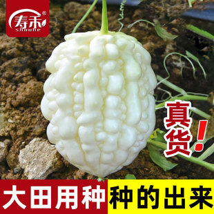 台湾苹果苦瓜种子种籽苗秧苗白玉四季 盆栽蔬菜特大白平果水果秧孑
