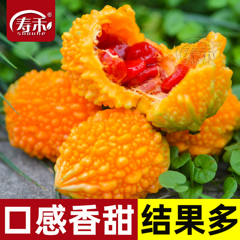 金铃子赖葡萄金癞瓜种子种籽苗四季金玲子秧苦瓜幼苗蔬菜孑癞秧苗