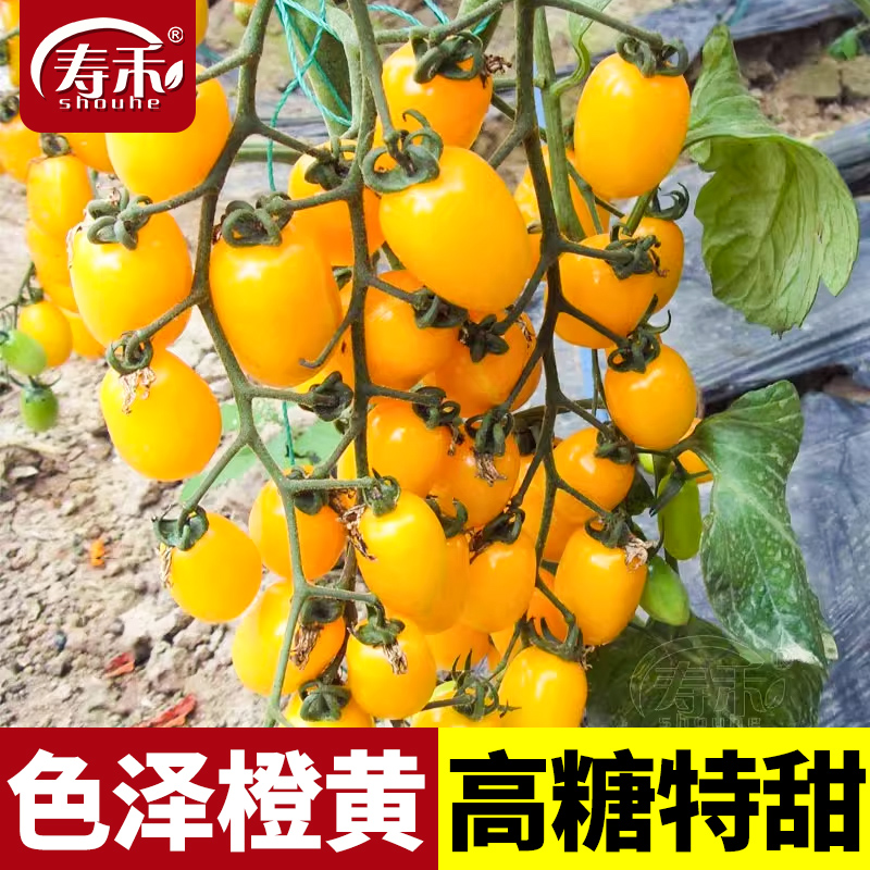 蔬菜黄色樱桃小番茄春天圣女果