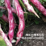 Семена северо-восточной красной фасоли с золотым крючком, чечевица из семенной канавы, фасоль красная, красная фасоль, энциклопедия бобов с золотым крючком Four Seasons