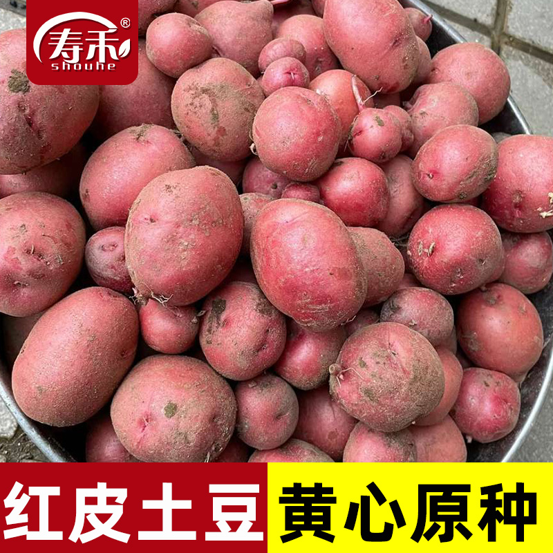 高产红皮土豆种带芽原种孑种子马铃薯种黄心地瓜特大发芽春季种籽