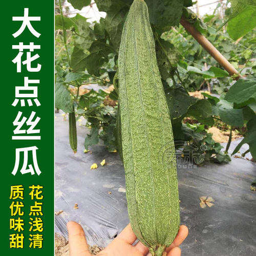大花点肉丝瓜种子南方老品种