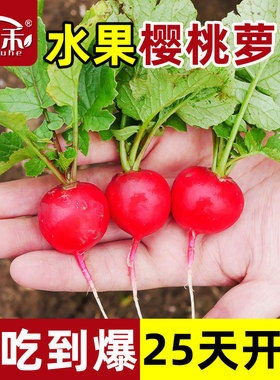樱桃萝卜种子种籽水果大全高产阳台四季盆栽菜种孑红菜籽蔬菜子