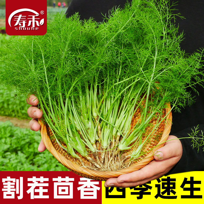 蔬菜阳台带根四季盆栽小茴香菜