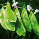 豆角梅豆角梅豆孑架豆菜豆 大肉绿眉豆猪耳朵扁豆种子种籽南方四季