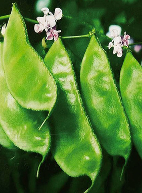 大肉绿眉豆猪耳朵扁豆种子种籽南方四季豆角梅豆角梅豆孑架豆菜豆