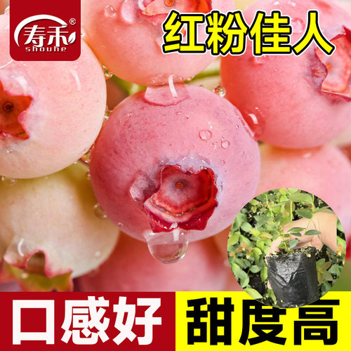 粉红佳人蓝莓树果苗树苗当年四季南北方种植种子果树苗耐寒特大苗