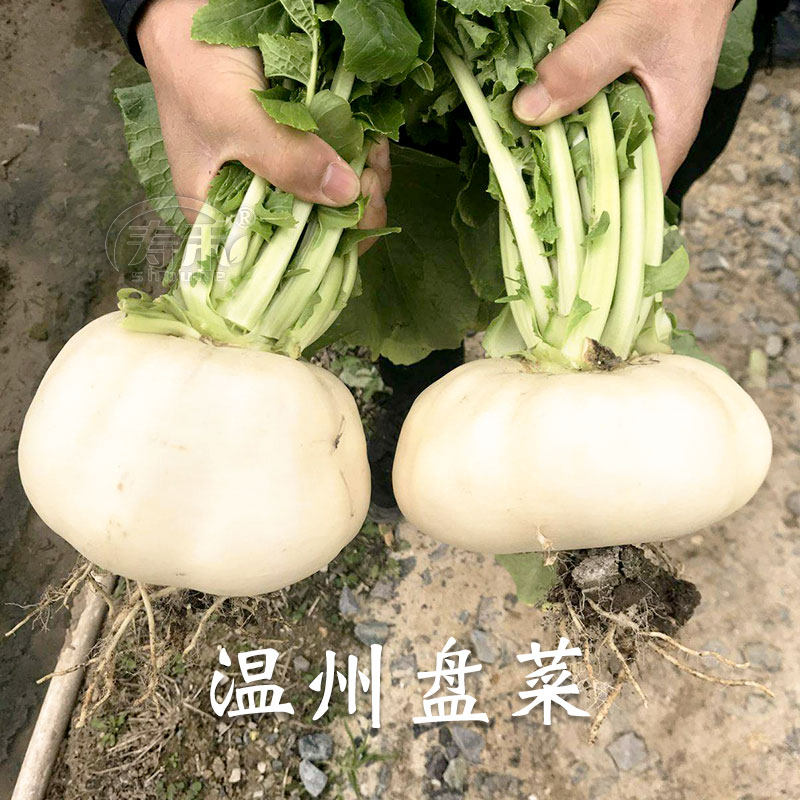 温州盘菜种子种籽菜种盘菜头籽种秋冬季菜籽蔬菜孑大头菜芥菜疙瘩