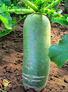 靓秀大萝卜种子天津沙窝萝卜籽罗卜种籽水果型山东潍坊青孑子籽种