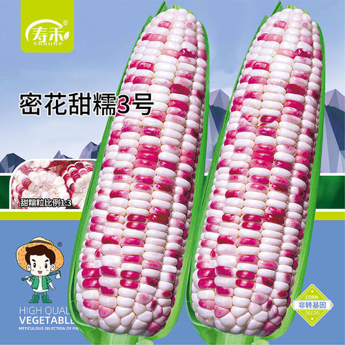 水果甜玉米种子苗大全薄皮