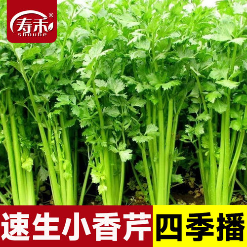 蔬菜四季种孑小香芹种子
