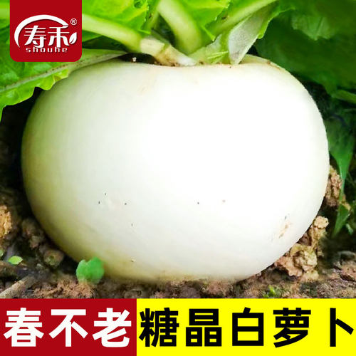 圆白萝卜种子白皮冰糖水果