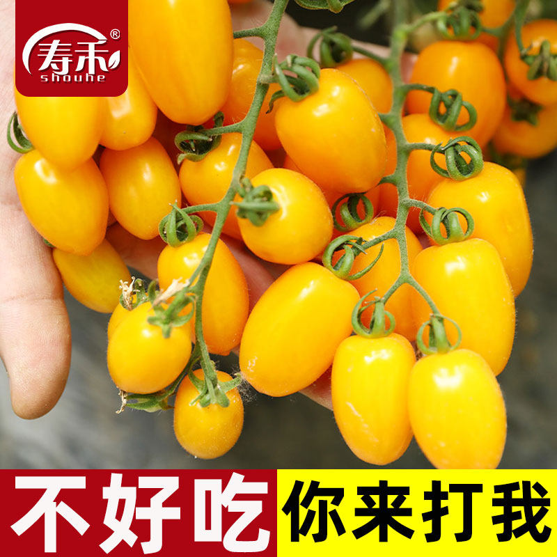黄色千禧番茄种子孑苗秧玲珑四季图片