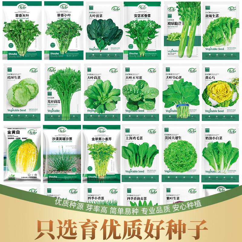 寿禾花菜香菜小葱鸡毛菜茼蒿豌豆苗乌塌菜种子孑籽种春季蔬菜种籽