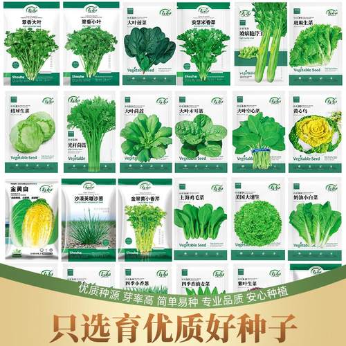 寿禾花菜香菜小葱鸡毛菜茼蒿乌塌菜种子孑蔬菜种籽立秋后种什么菜