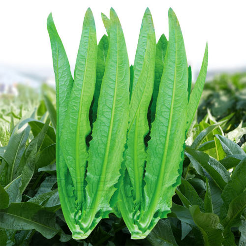 大棵四季农家油麦菜种子