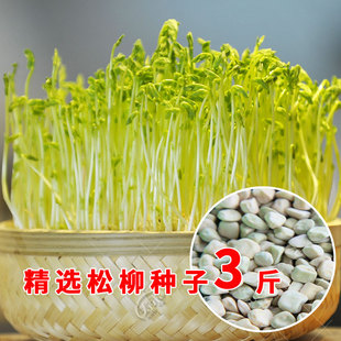 阳台种菜蔬菜盆栽家用 松柳芽苗菜种子四季 水培无土栽培种籽孑苗