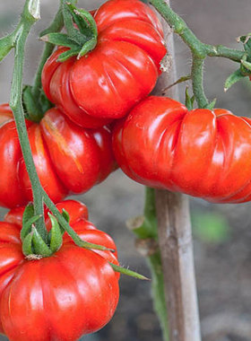 马蹄大番茄种子传家宝大西红柿种籽老品种蔬菜孑苗冰淇淋是什么