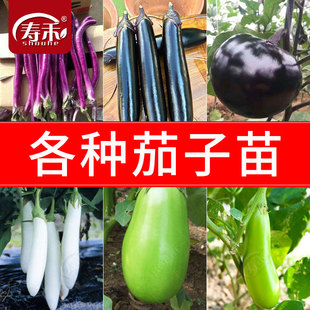 杭茄一号长茄种子苗秧苗菜种大全烧烤茄子带土蔬菜种籽孑圆青线秧