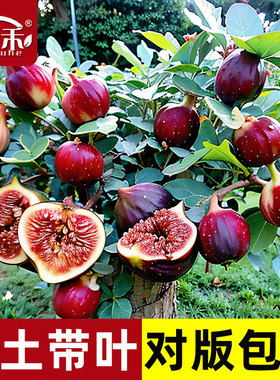 无花果树果苗带土四季果盆栽种植苗特大波姬红树苗大苗果树树苗