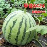 Saya 8424 High -Yield Seedlings Seedings, красивая гангтто -кирин
