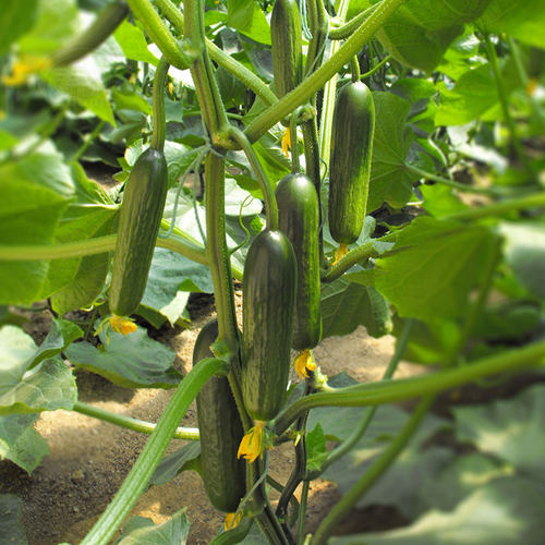 夏季高产水果黄瓜种子