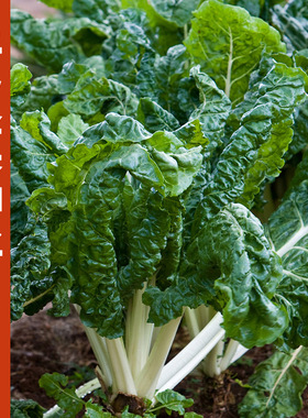 牛皮菜种子种籽莙荙菜重庆根达菜籽种孑厚皮菜青菜菜苗君达菜种