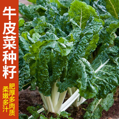 四季根达菜牛皮菜种子