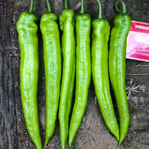 尖椒种子辣椒苗早熟四季食用蔬菜