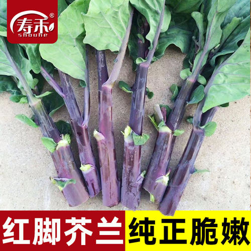 潮汕红脚芥兰种籽种子四季菜头紫