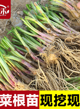 现挖红根宽叶韭菜根苗四季种子种籽子阳台苗紫根盆栽籽种小叶根土