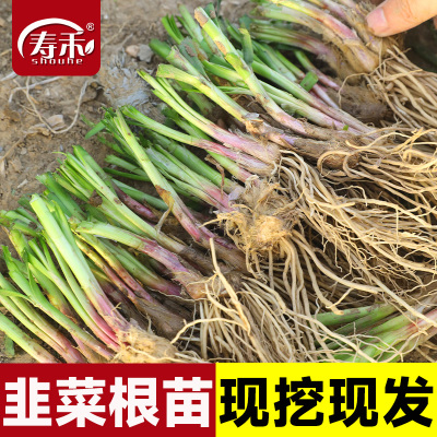 现挖红根宽叶韭菜根苗四季种子种籽子阳台苗紫根盆栽籽种小叶根土