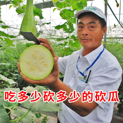 农家精品砍瓜四季巨型菜瓜种子