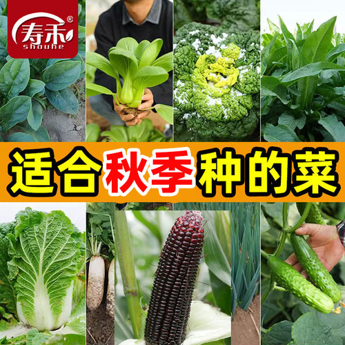 寿禾冬季种植耐寒抗冻白菜萝卜