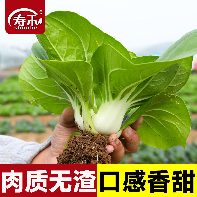 绿领兔子腿矮脚黄白菜种子青菜图片