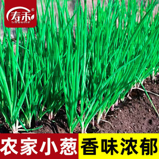 四季 小蔥種子苗小香蔥種籽大蔥盆栽蔥苗蔬菜孑種頭分蔥蔥紅蔥頭干