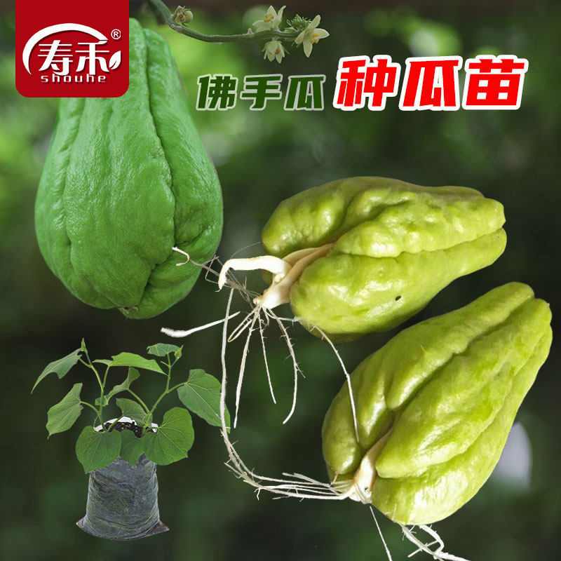 佛手瓜种子种籽带芽扶手瓜苗秧龙须菜孑子种植秧苗瓜苗发芽种瓜白