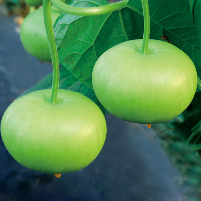 和利农苹果瓠瓜种籽短瓠瓜种子菜葫芦小瓠子蔬菜孑瓜种长瓢瓜 圆
