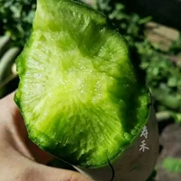 Tianjin Shawo фрукты плоды редьки семян семян семя