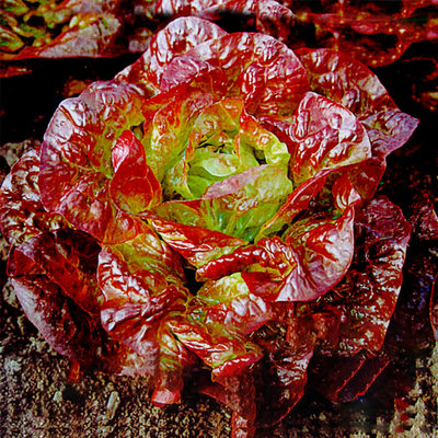 蔬菜奶油咖啡四季生菜